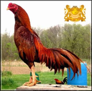 Sabung Ayam Bangkok S128