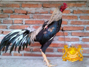 Sabung Ayam Birma
