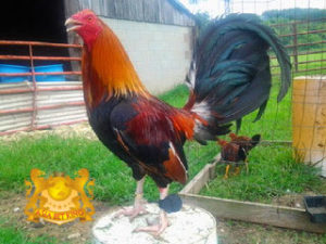 Sabung Ayam Filipina